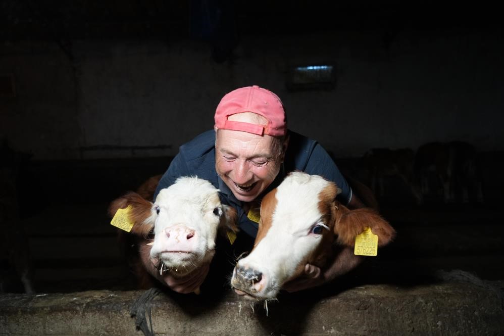 İkinci dönem buzağı destekleme başvuruları başladı