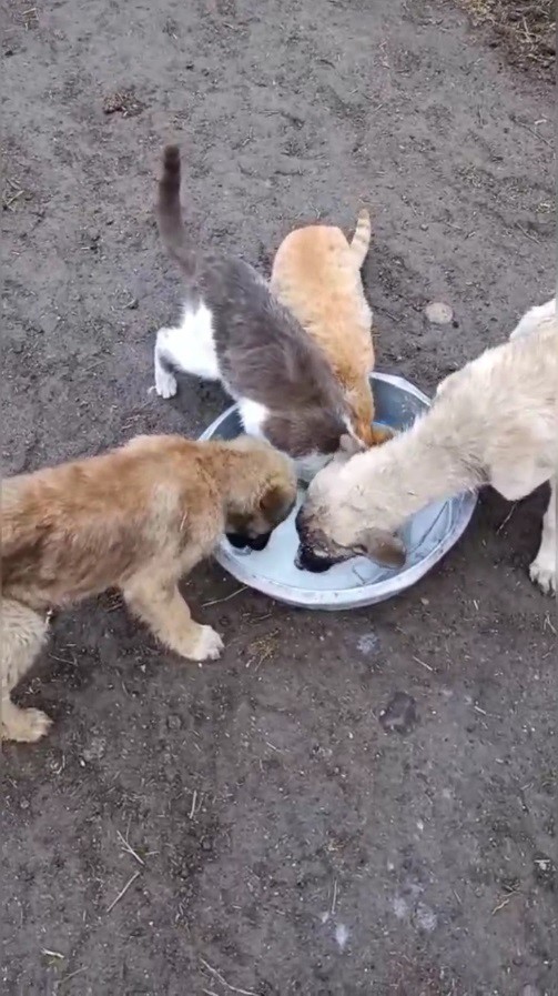 Kars&rsquo;ta sımsıcak dostluk: Kedi ile k&ouml;pek aynı kaptan s&uuml;t i&ccedil;ti
