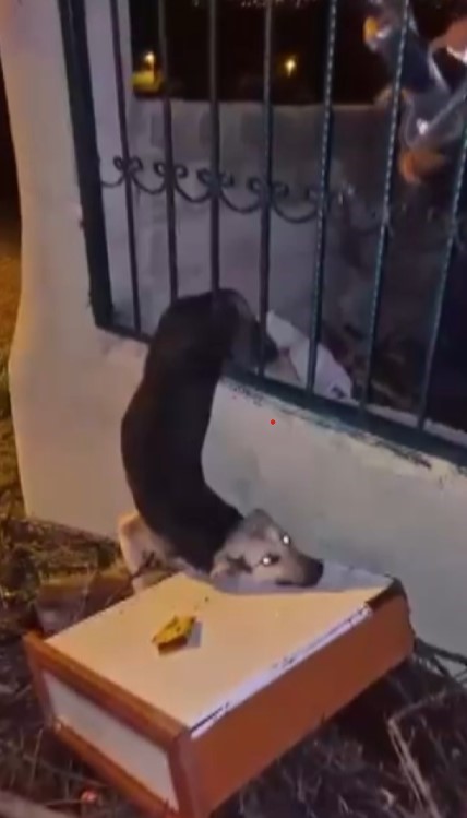 Demir korkuluklarda sıkışan k&ouml;peği itfaiye kurtardı
