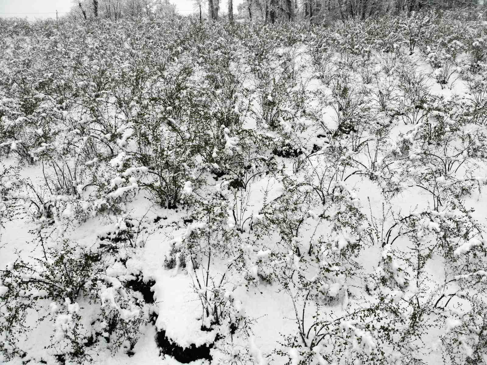 Mart ayında etkili olan kar, fındıkta lokal zararlara neden oldu