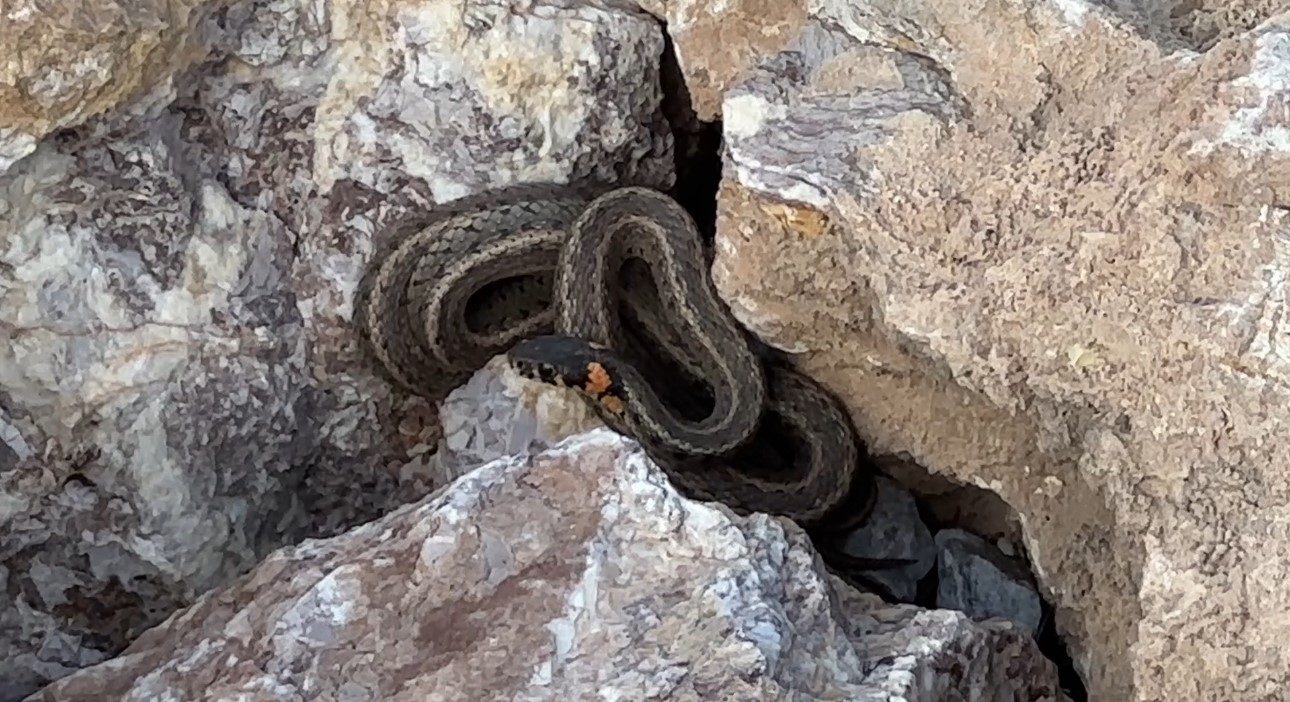 Brezilya’nın ’Yılan Adası’ değil Yüksekova