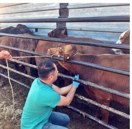 Pazarlar’da ithal edilen besi hayvanlarının kontrolleri yapıldı
