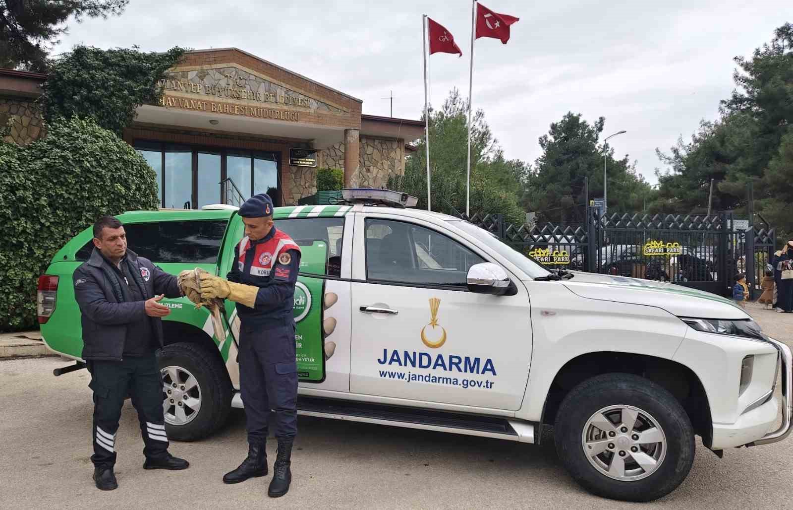 Yaralı şahine jandarmadan şefkat eli