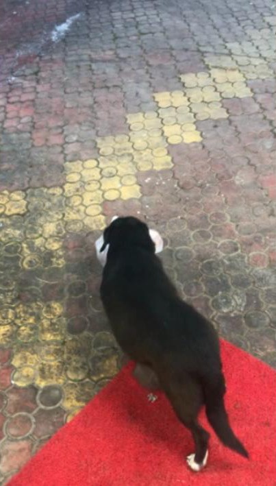 Osmaniye’de kasaptan et alan köpek yüzleri gülümsetti