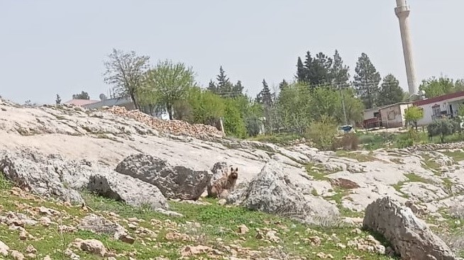 Gümüşkaya Köyünde sırtlan görüldü