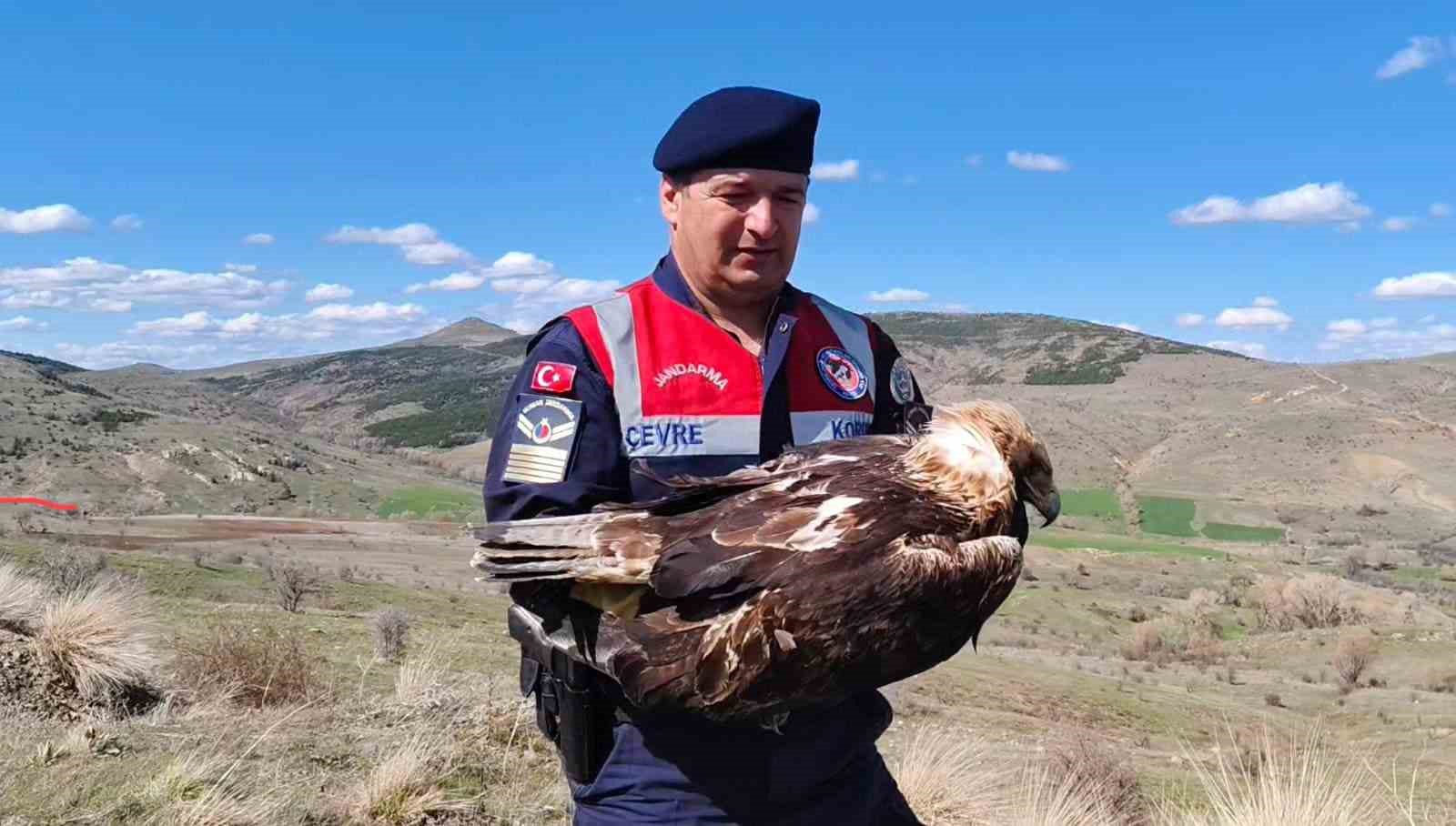 Yozgat’ta bulunan ‘Kaya Kartalı’ tedavi altına alındı