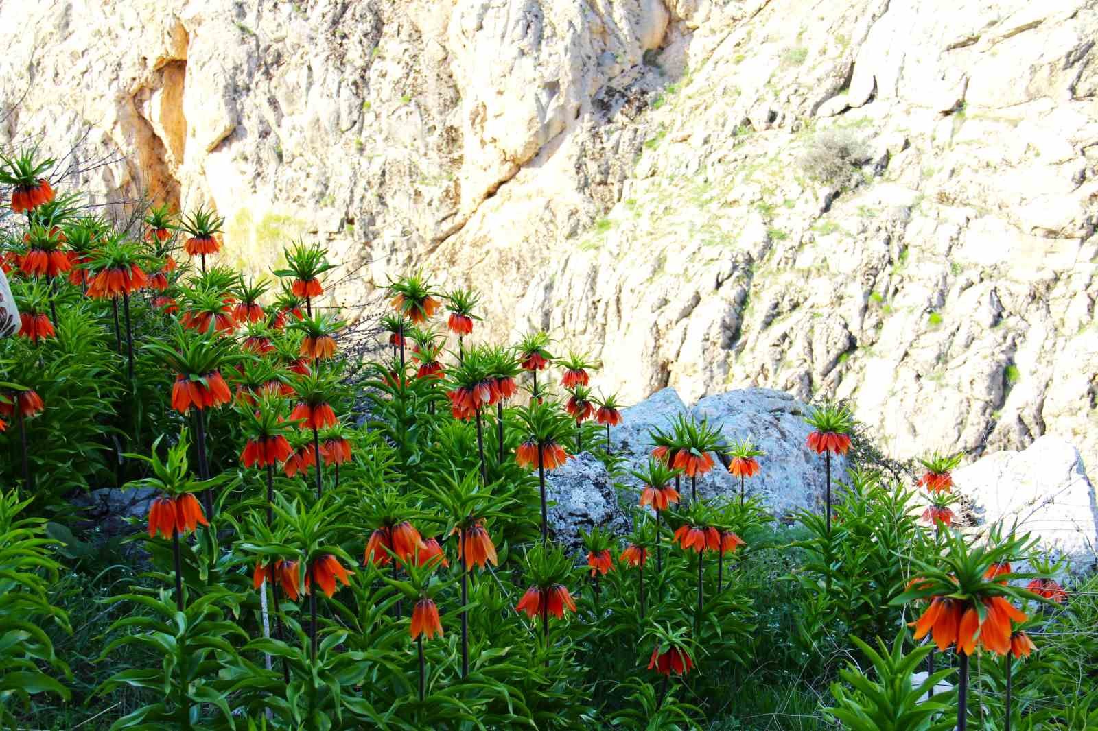 Kahramanmaraş’ta ters laleler kartpostallık görüntüler oluşturdu