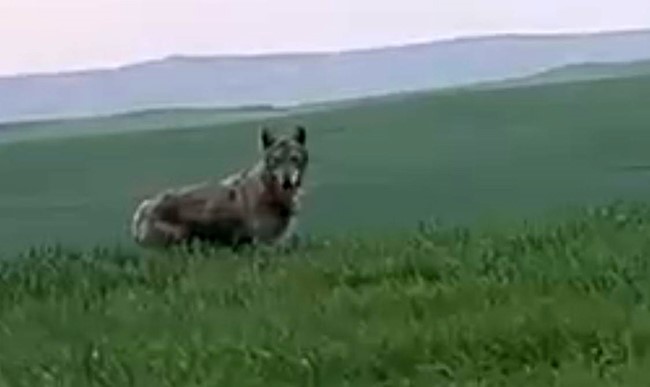 Batman&rsquo;da ender b&uuml;y&uuml;kl&uuml;kteki kurt g&ouml;r&uuml;nt&uuml;lendi
