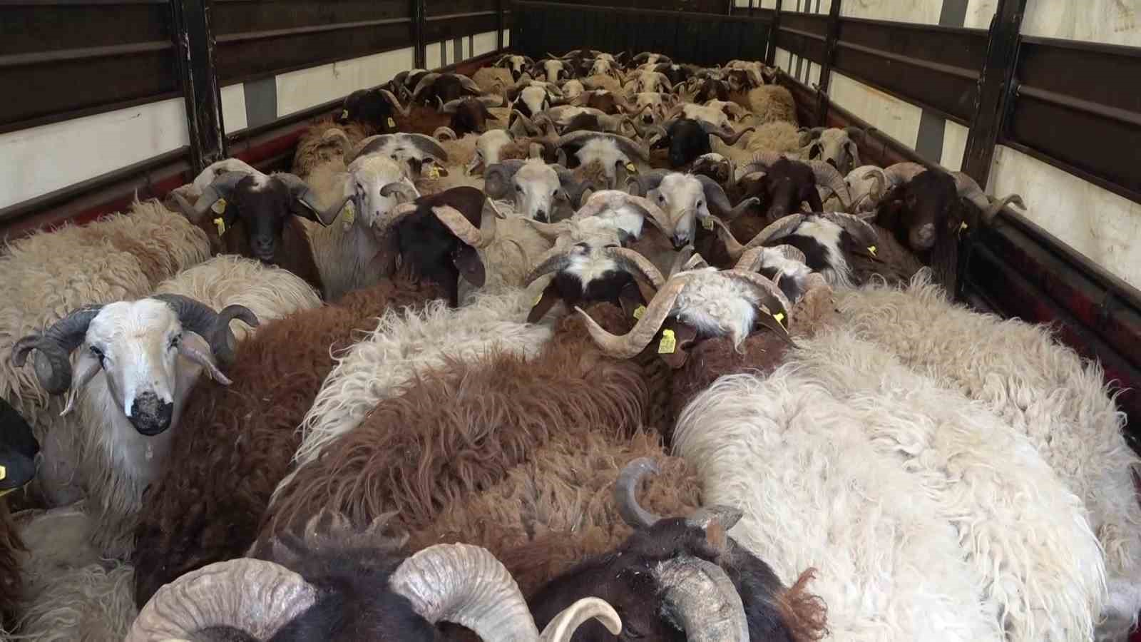 Amasya’da koyun taşıyan 2 tırdan 5 kaçak göçmen çıktı