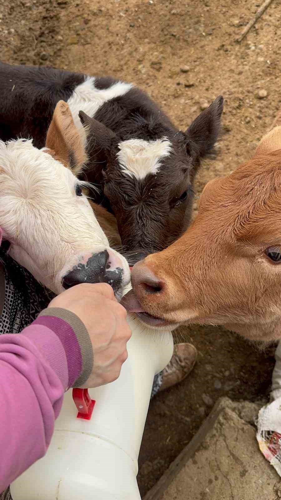 Diyarbakır&rsquo;da 14 inek &ccedil;alındı, yavrular biberonla besleniyor
