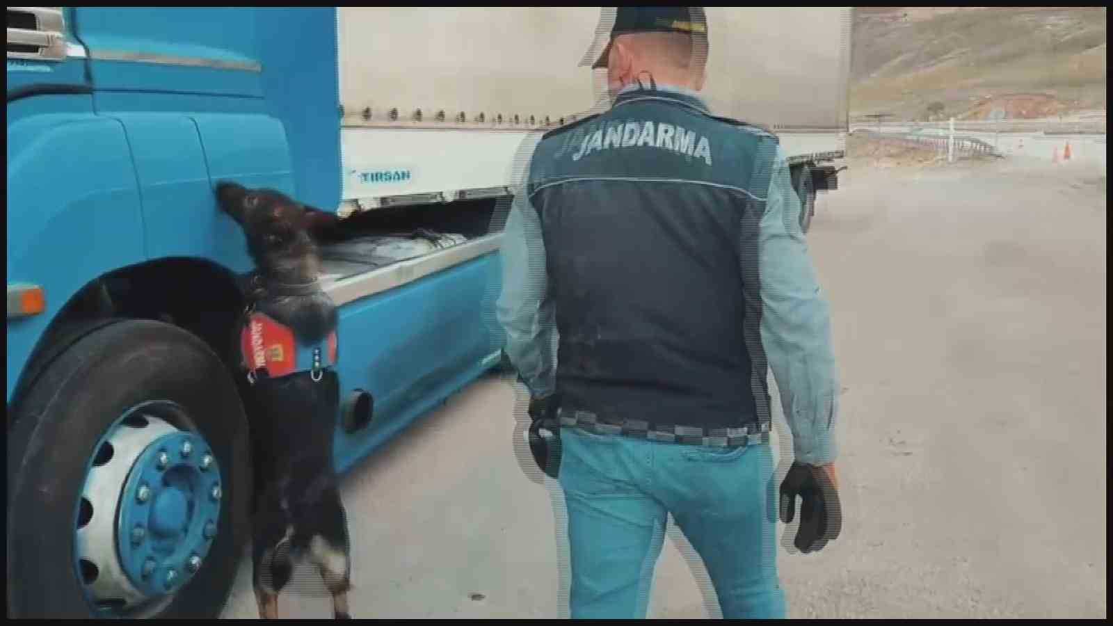 Sigara kaçakçıları tütün tespit köpeğinden kaçamadı