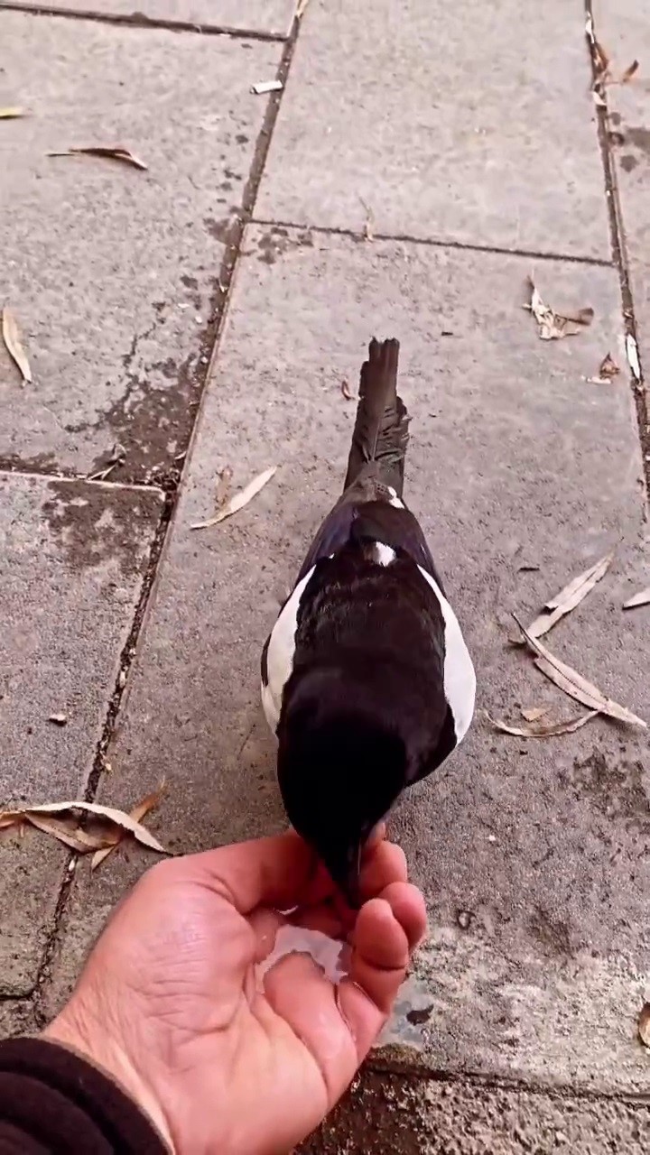 Saksağan ile ilçe esnafının renkli görüntüleri ilgi gördü