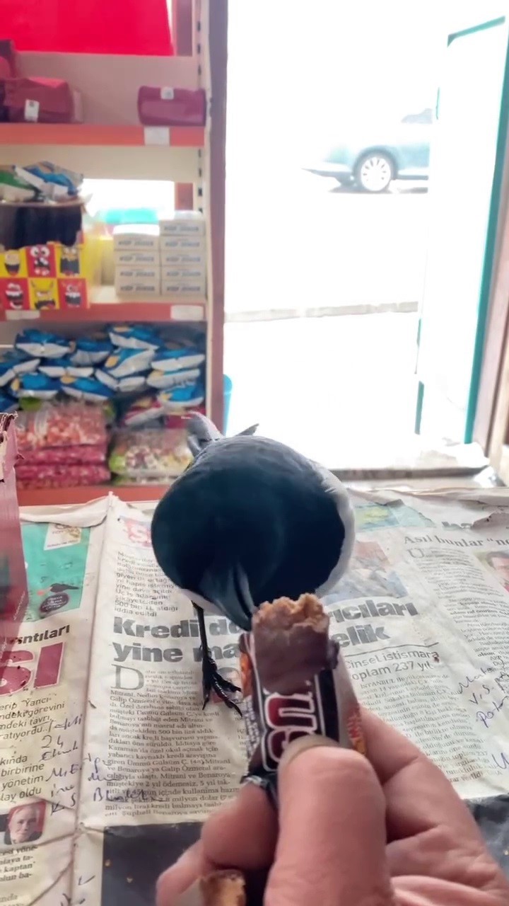 Saksağan ile il&ccedil;e esnafının renkli g&ouml;r&uuml;nt&uuml;leri ilgi g&ouml;rd&uuml;
