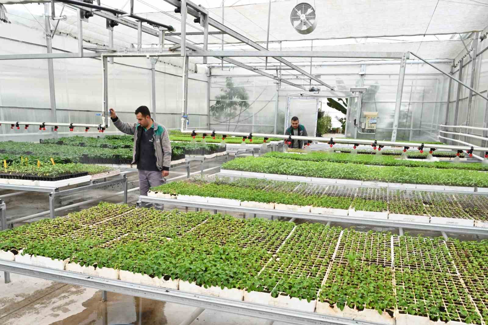 Isparta Belediyesi, mevsimlik çiçekleri kendi seralarında yetiştiriyor