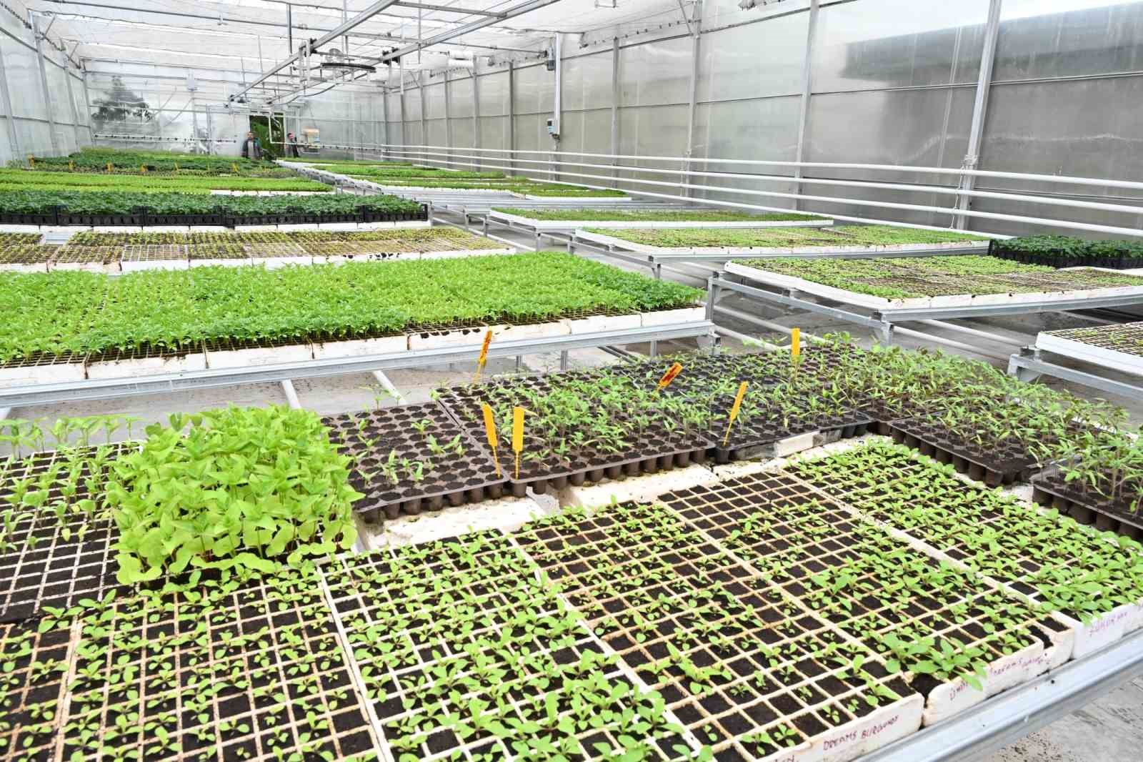 Isparta Belediyesi, mevsimlik &ccedil;i&ccedil;ekleri kendi seralarında yetiştiriyor
