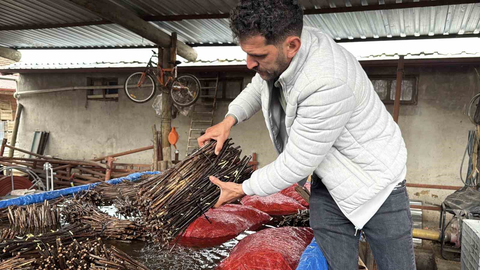 Tokat&rsquo;ta &uuml;retilen narenciye &uuml;z&uuml;m&uuml; fideleri 35 ile g&ouml;nderiliyor
