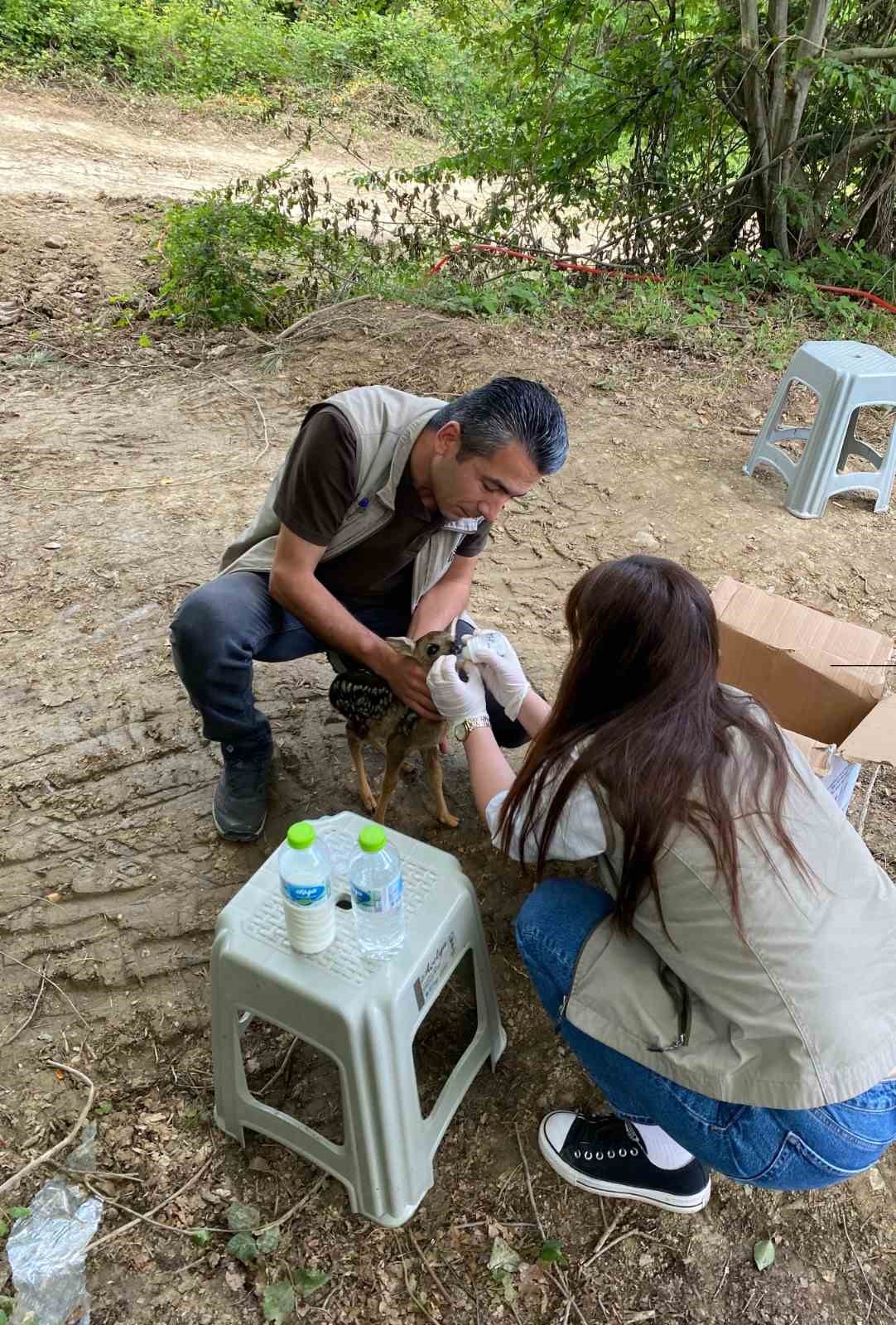 Annesinin terk ettiği yavru karacaya ekipler sahip çıktı