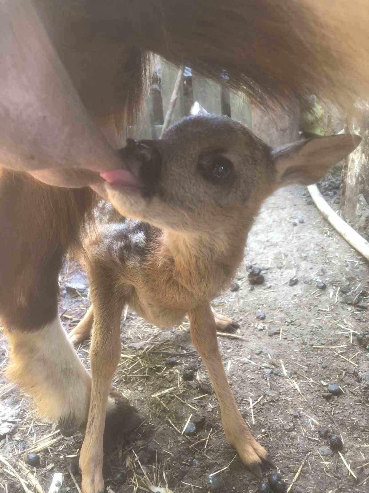 Annesinin terk ettiği yavru karacaya ekipler sahip &ccedil;ıktı
