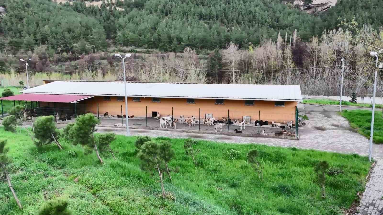 Vali Yavuz: "Hedefimiz Haziran’a kadar sokaklarda sahipsiz hayvan bırakmamak"