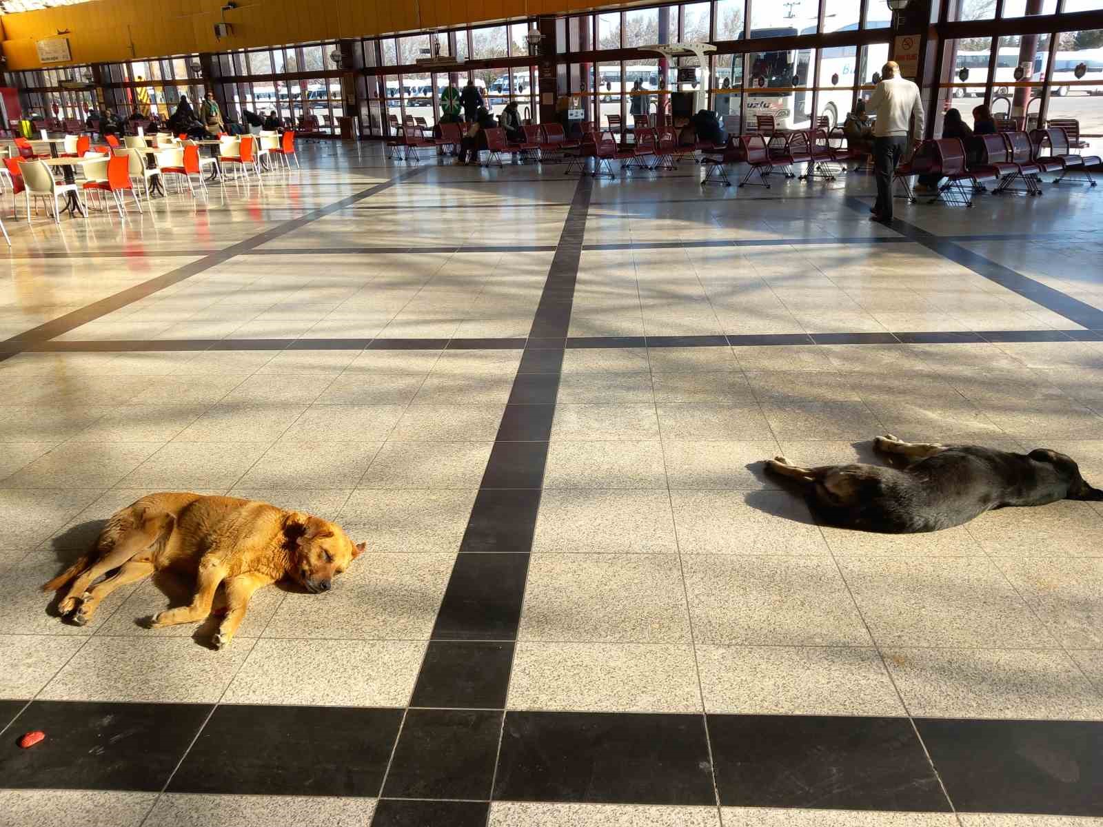 Eskişehir’de soğukta üşüyen sevimli köpekler ısınmak için otogara sığındı