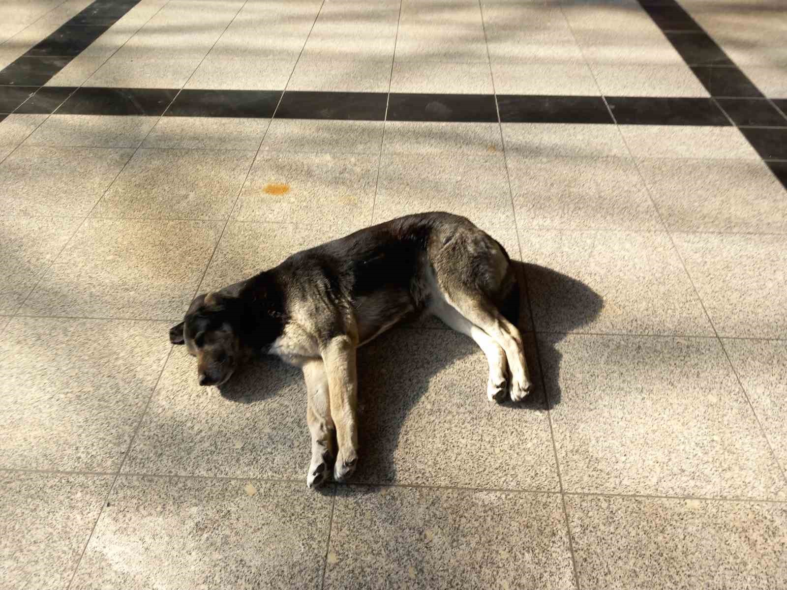 Eskişehir&rsquo;de soğukta &uuml;ş&uuml;yen sevimli k&ouml;pekler ısınmak i&ccedil;in otogara sığındı
