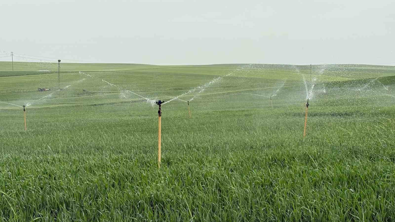 Diyarbakır&rsquo;da ekili arazi yağmurda fıskiye ile sulandı
