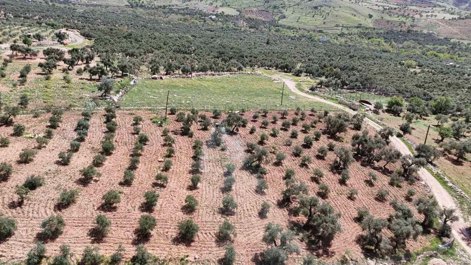 Mardin’de zeytin ağaçları için hayati müdahale