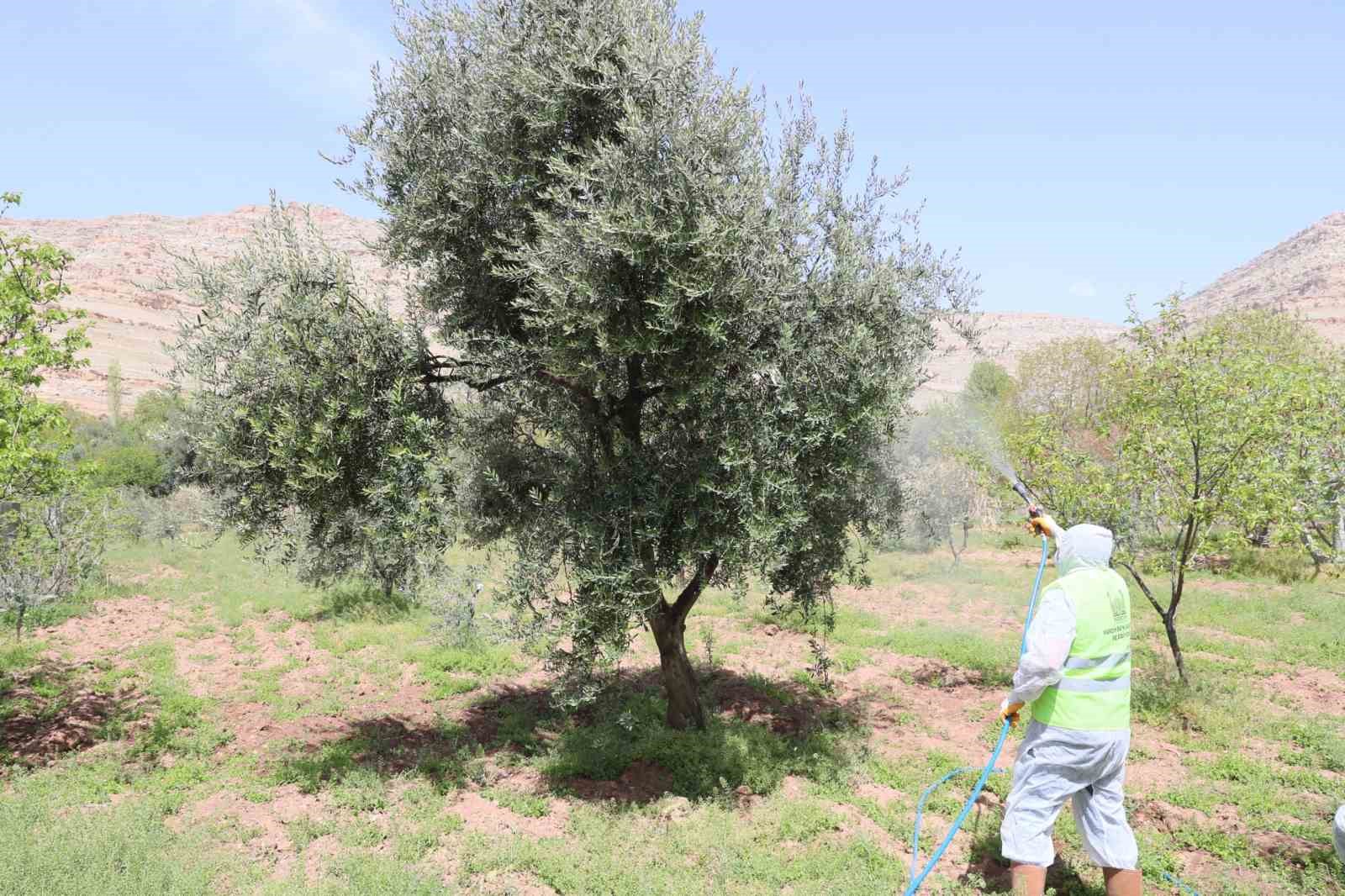 Mardin&rsquo;de zeytin ağa&ccedil;ları i&ccedil;in hayati m&uuml;dahale
