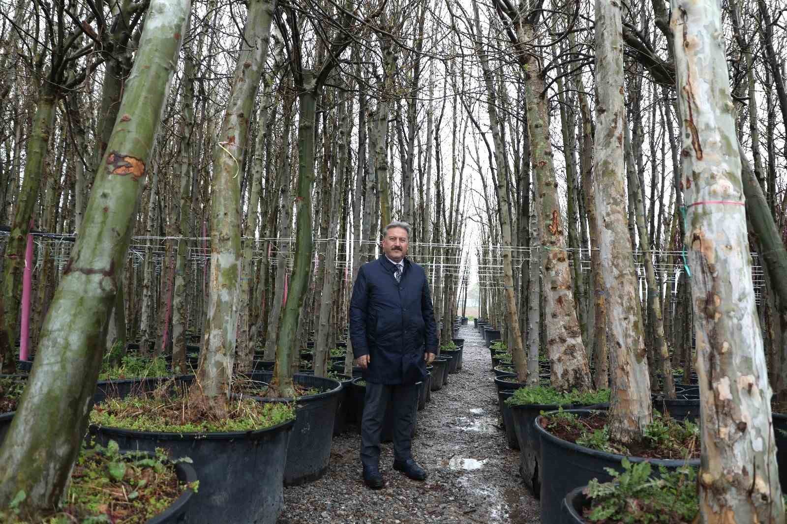 Melikgazi, dev çınar ağaçları ile geleceğe en büyük mirası bırakacak