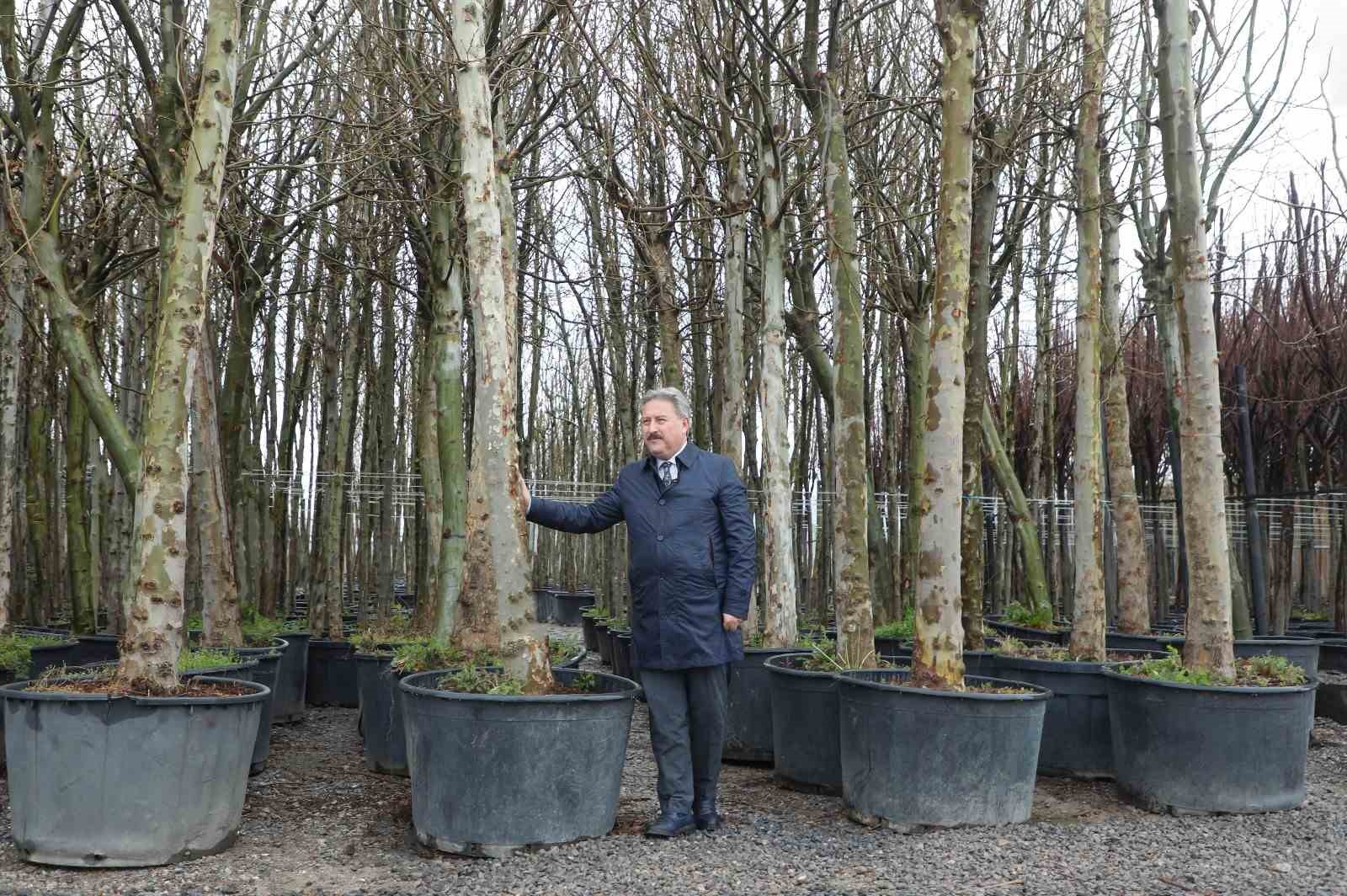 Melikgazi, dev çınar ağaçları ile geleceğe en büyük mirası bırakacak