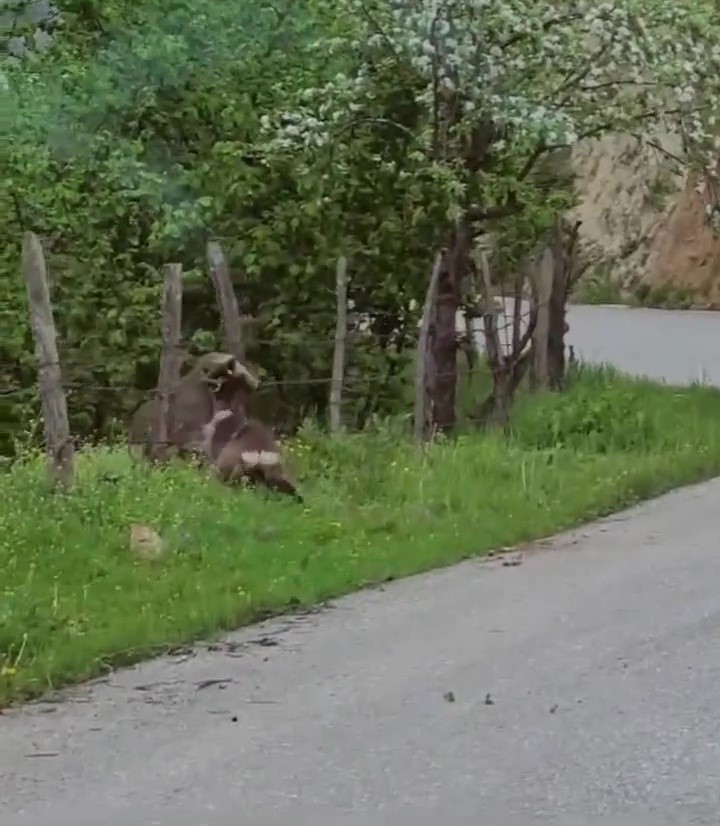 Karacaların kavgası kamerada
