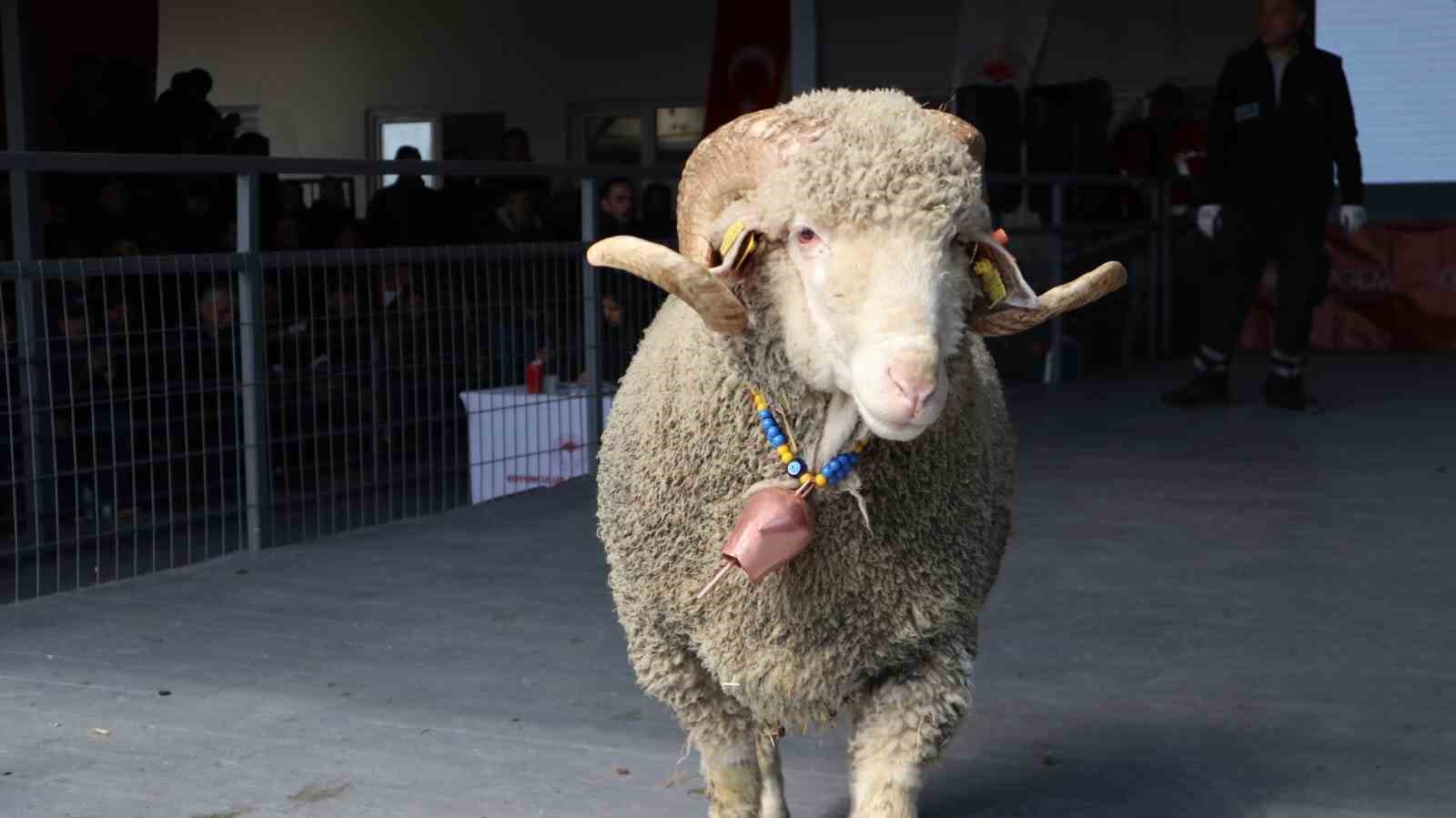 Bandırma’da damızlık koç satışında 246 bin liralık rekor