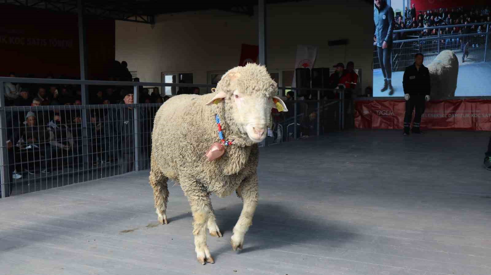 Bandırma’da damızlık koç satışında 246 bin liralık rekor
