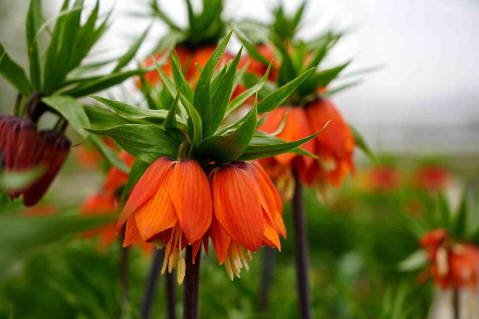 Bu çiçeği koparmanın cezası 577 bin lira