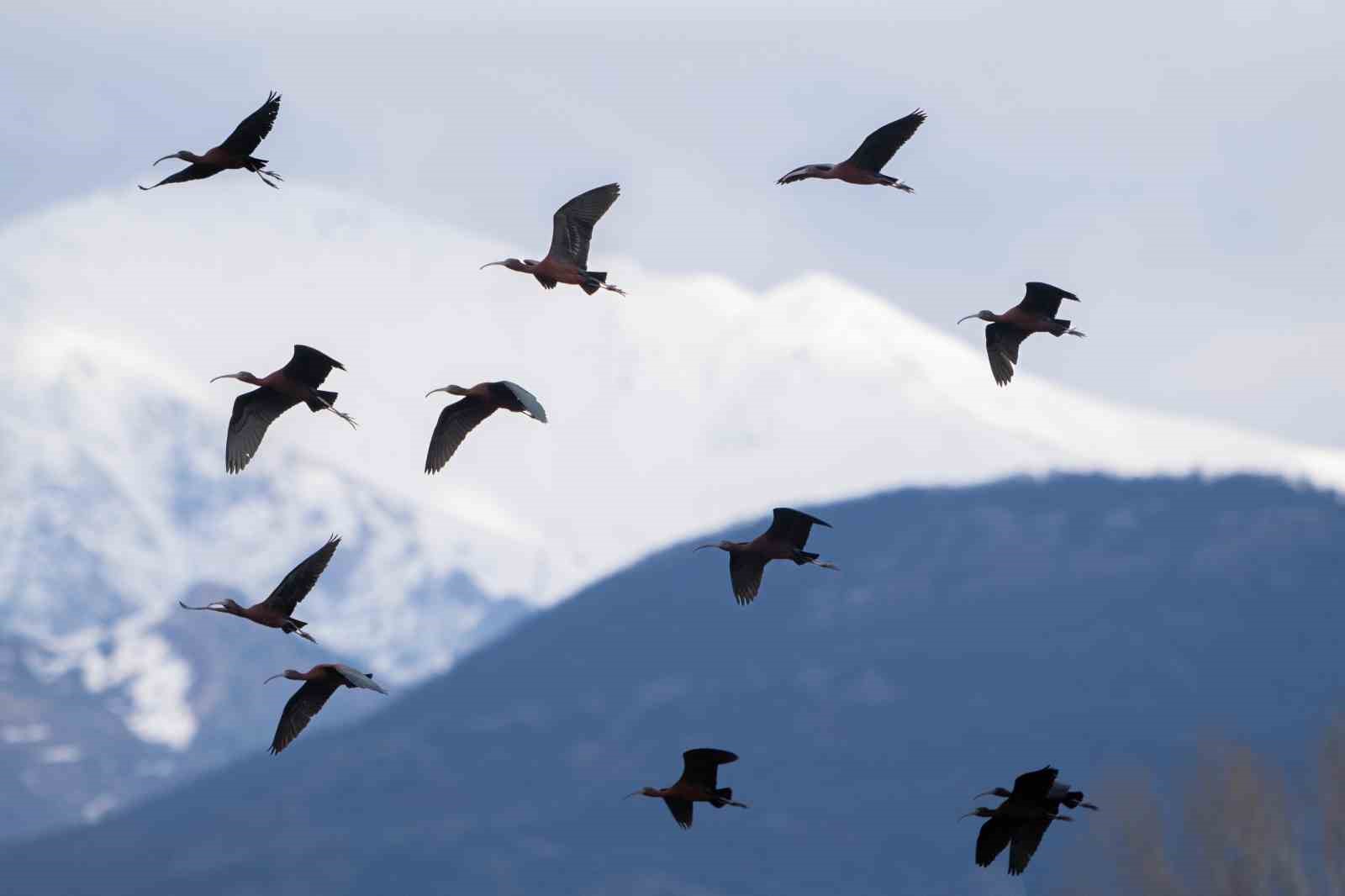 Nesli azalan Çeltikçi kuşları, Tunceli’de ilk defa görüntülendi