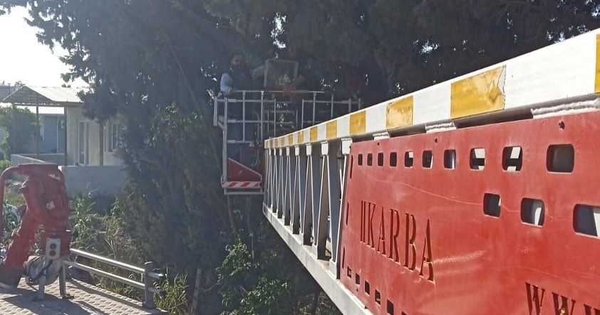 Ağa&ccedil;ta mahsur kalan papağanı itfaiye kurtardı
