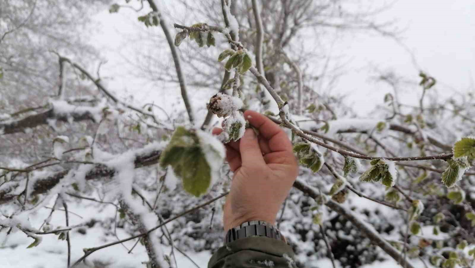 Nisan karı fındık &uuml;reticisini endişelendirdi
