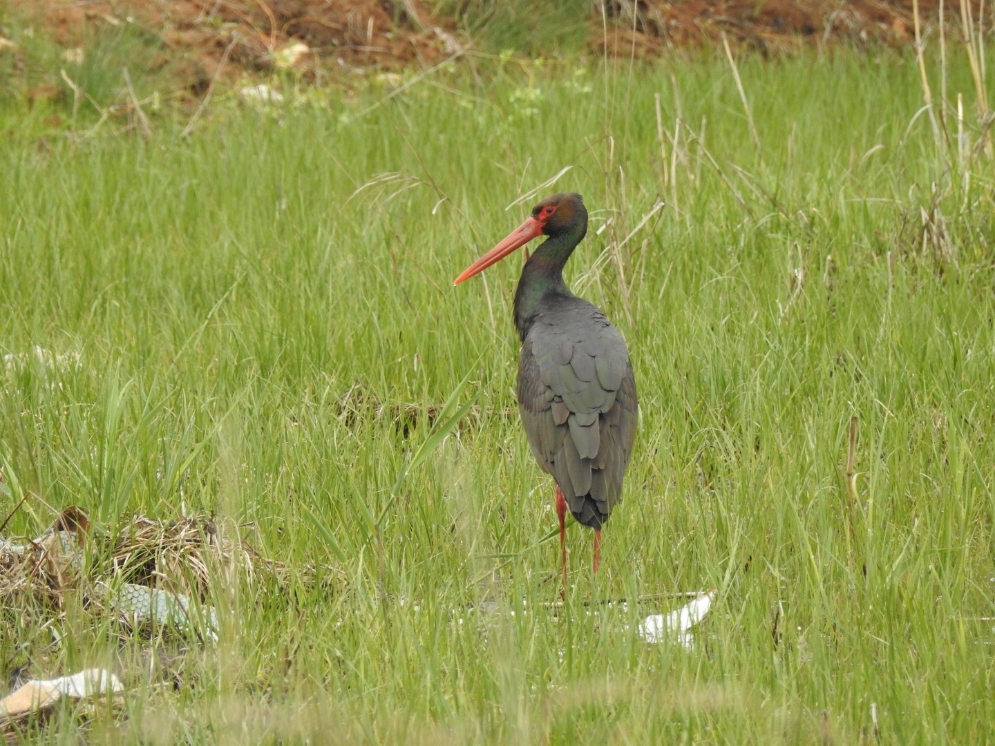 Manisa&rsquo;da 10 yıl sonra ilk kez kara leylek g&ouml;r&uuml;ld&uuml;
