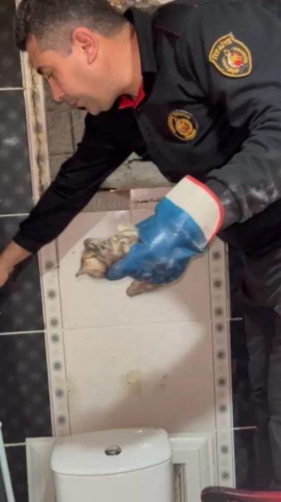 Osmaniye’de mahsur kalan yavru kediyi itfaiye ekipleri kurtardı