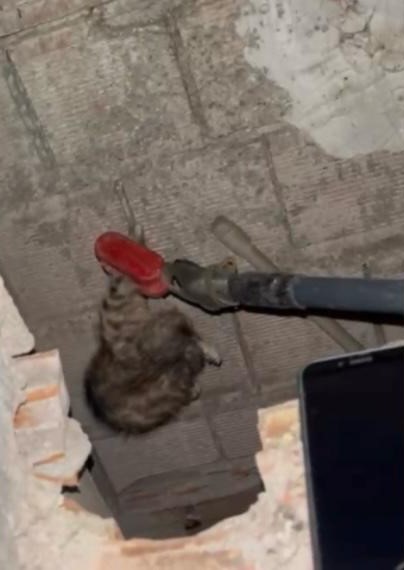 Osmaniye’de mahsur kalan yavru kediyi itfaiye ekipleri kurtardı