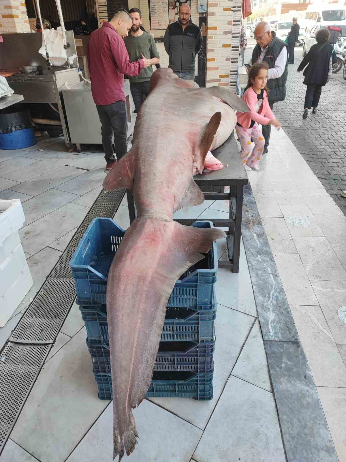 Dev k&ouml;pek balığına dokunma yarışı
