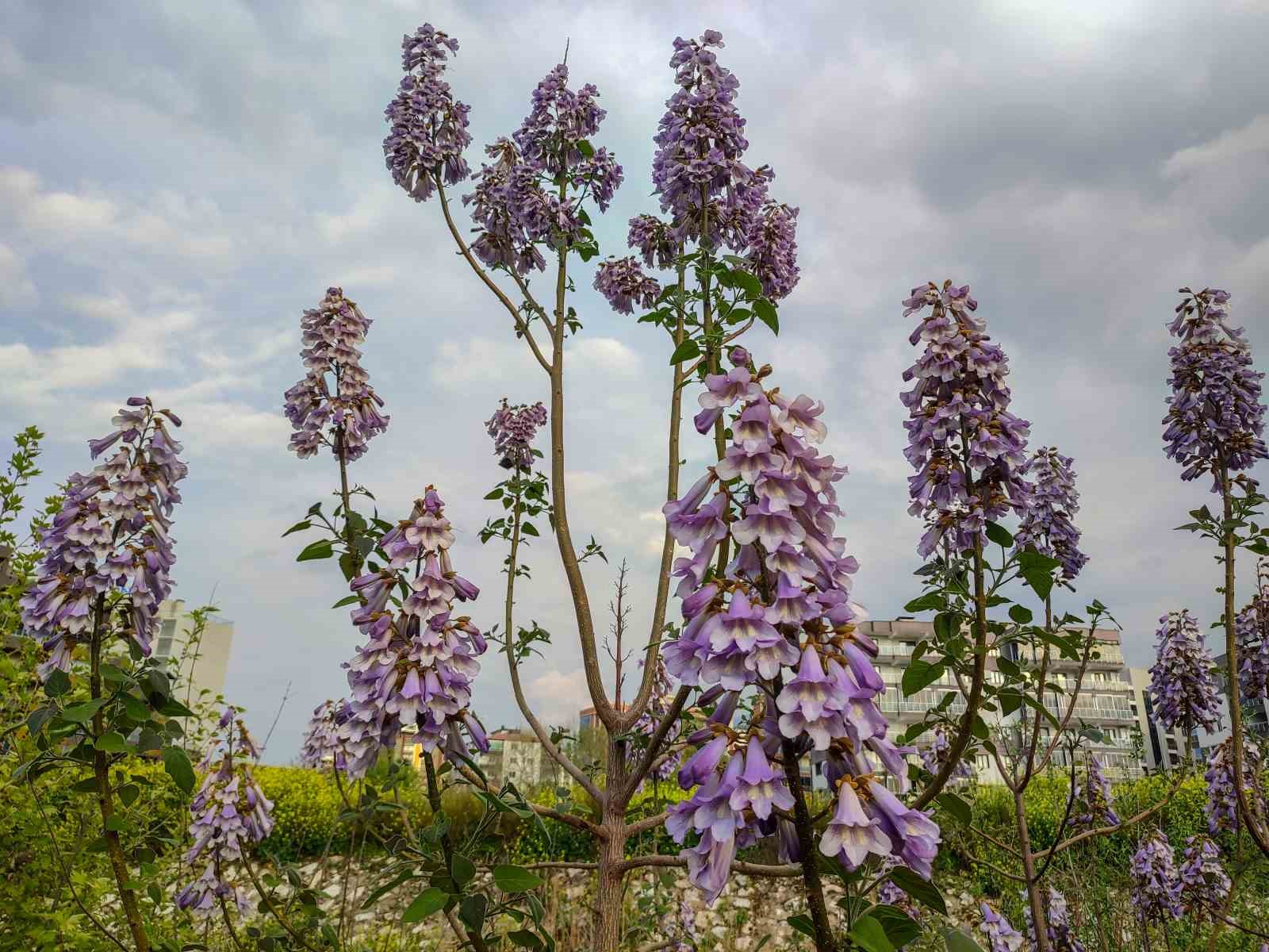 Güzelyurt’ta bahar güzelliği