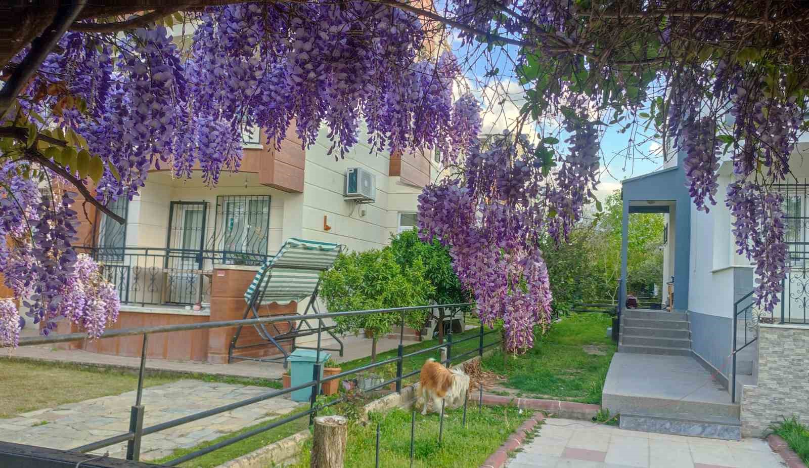 G&uuml;zelyurt&rsquo;ta bahar g&uuml;zelliği
