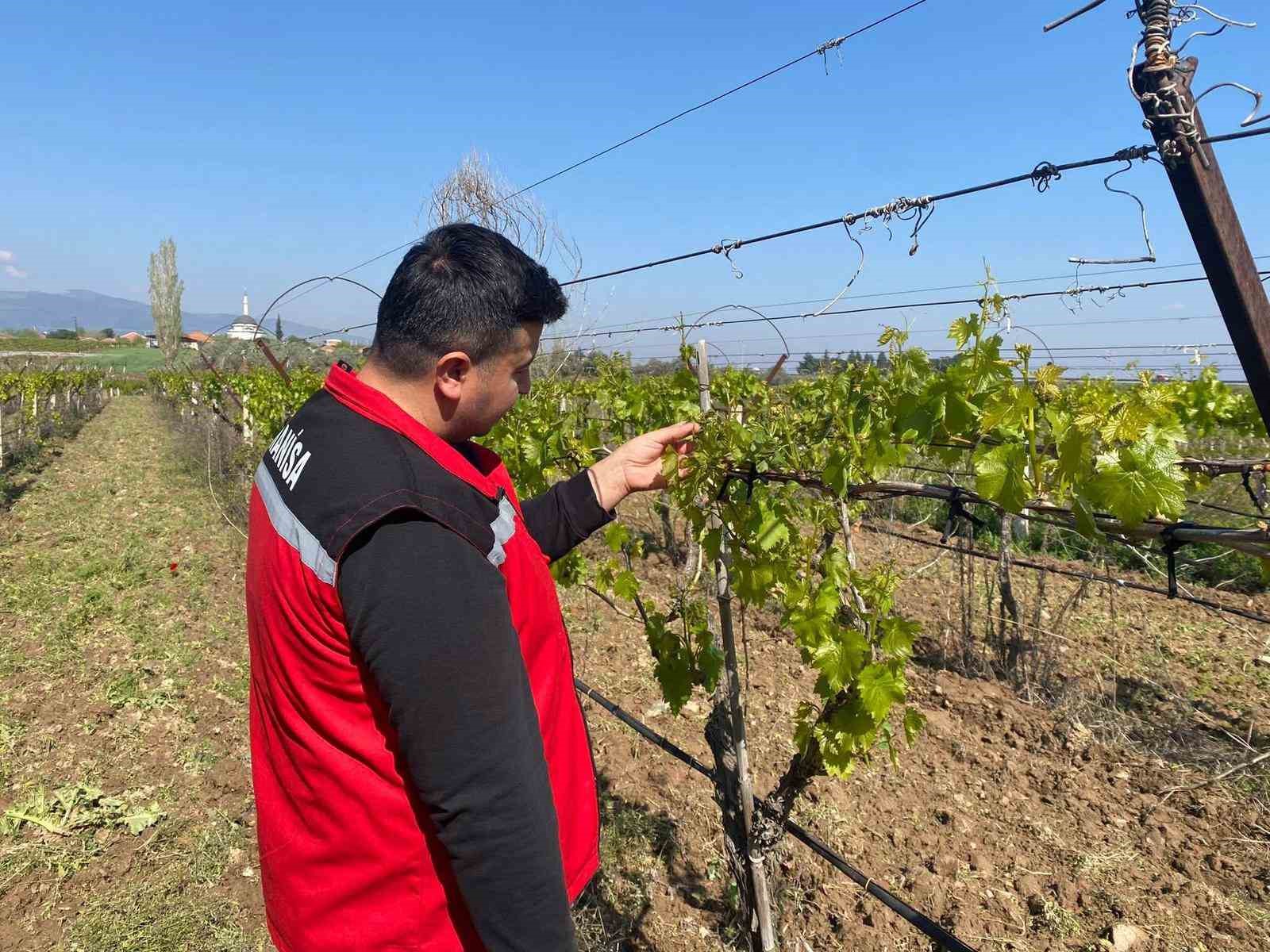 Sarıgöl’de üzüm bağlarını don vurdu