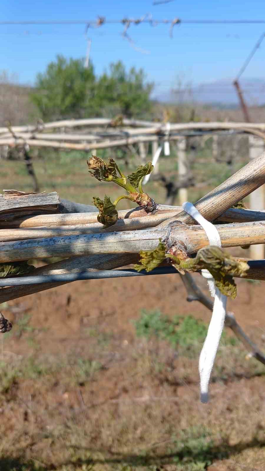 Sarıg&ouml;l&rsquo;de &uuml;z&uuml;m bağlarını don vurdu
