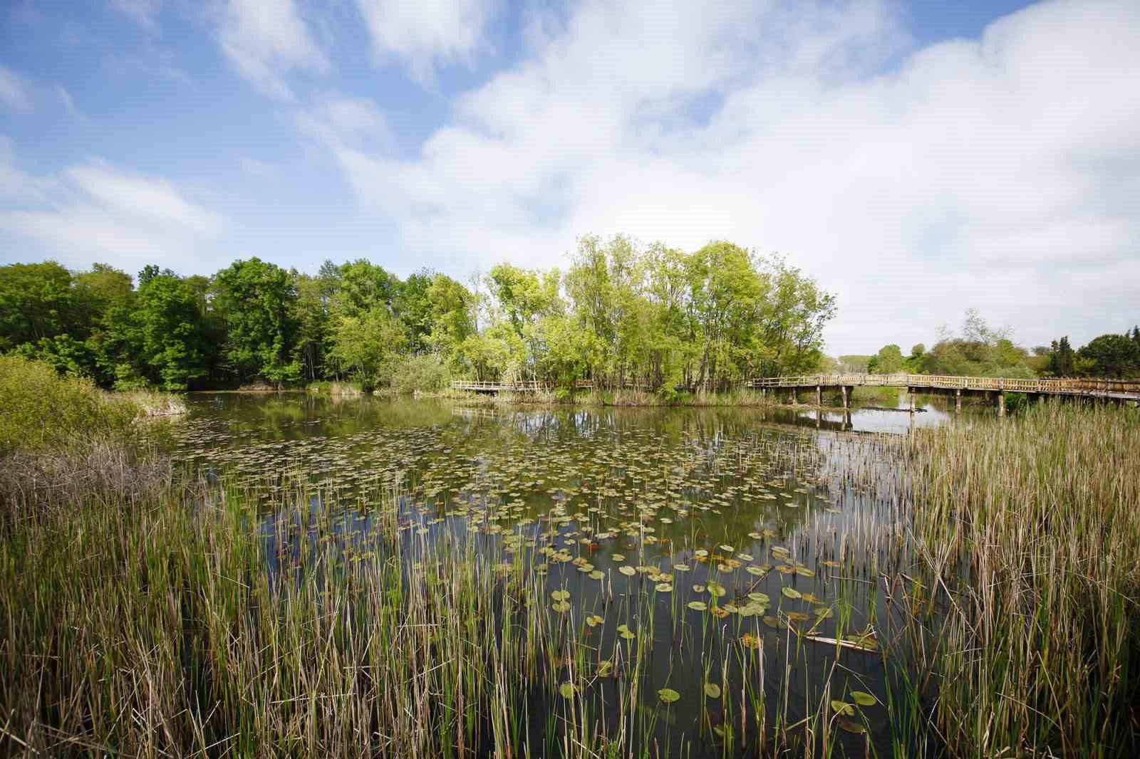 Sakarya&rsquo;nın misafirleri 9 g&uuml;nl&uuml;k tatilde Acarlar Longozu&rsquo;na akın etti
