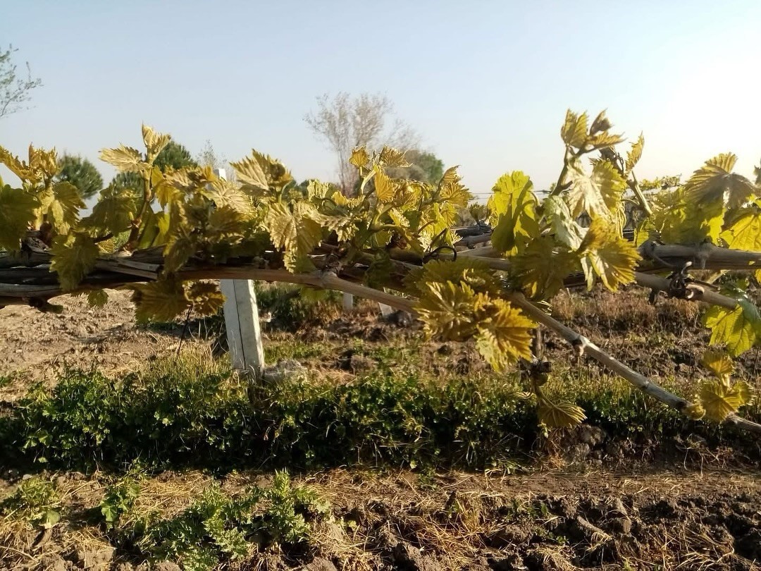 Manisa&rsquo;nın 10 il&ccedil;esini don vurdu
