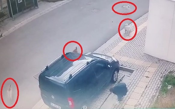 Orhangazi’de başıboş köpekler küçük çocuğa büyük korku yaşattı