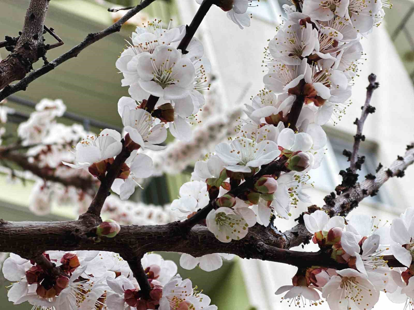 Burdur için zirai don uyarısı