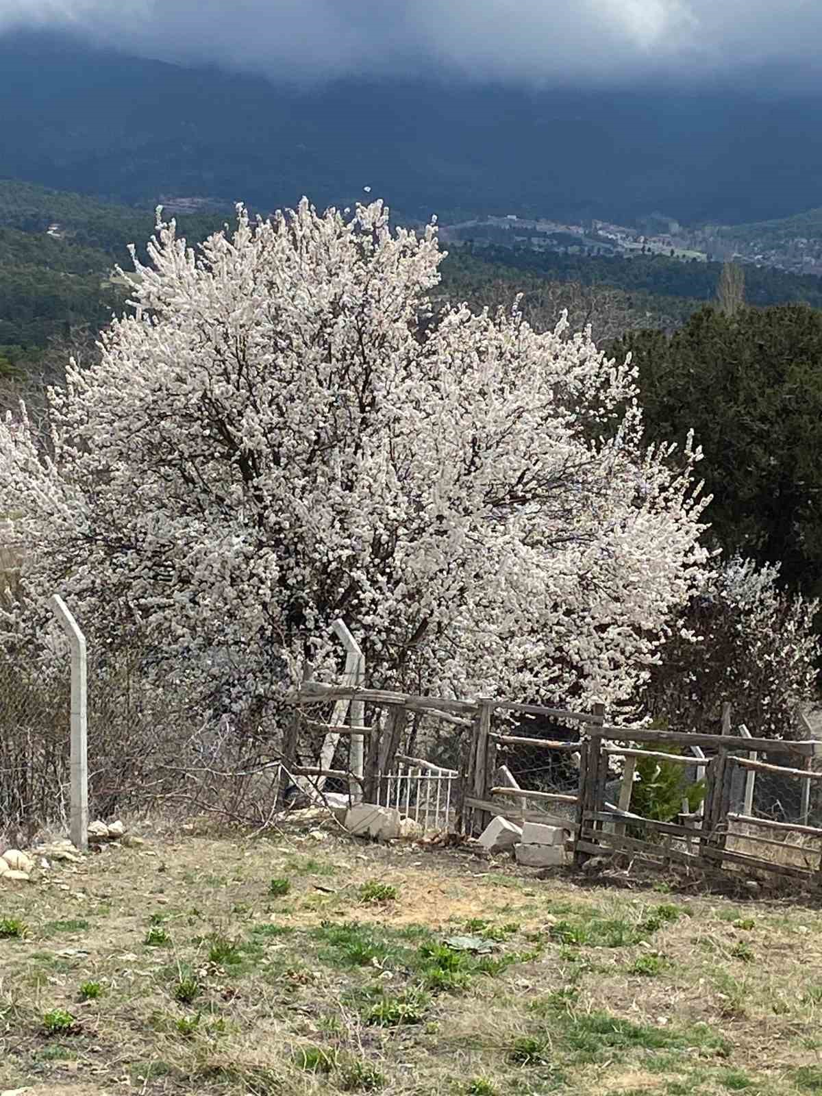 Burdur i&ccedil;in zirai don uyarısı
